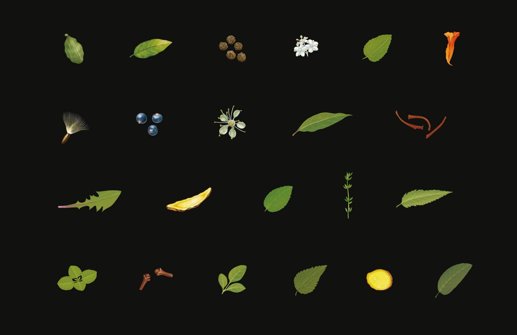 Herb illustrations on black background.