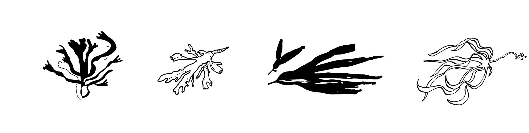 GT web Home case study sketches8 seaweed E