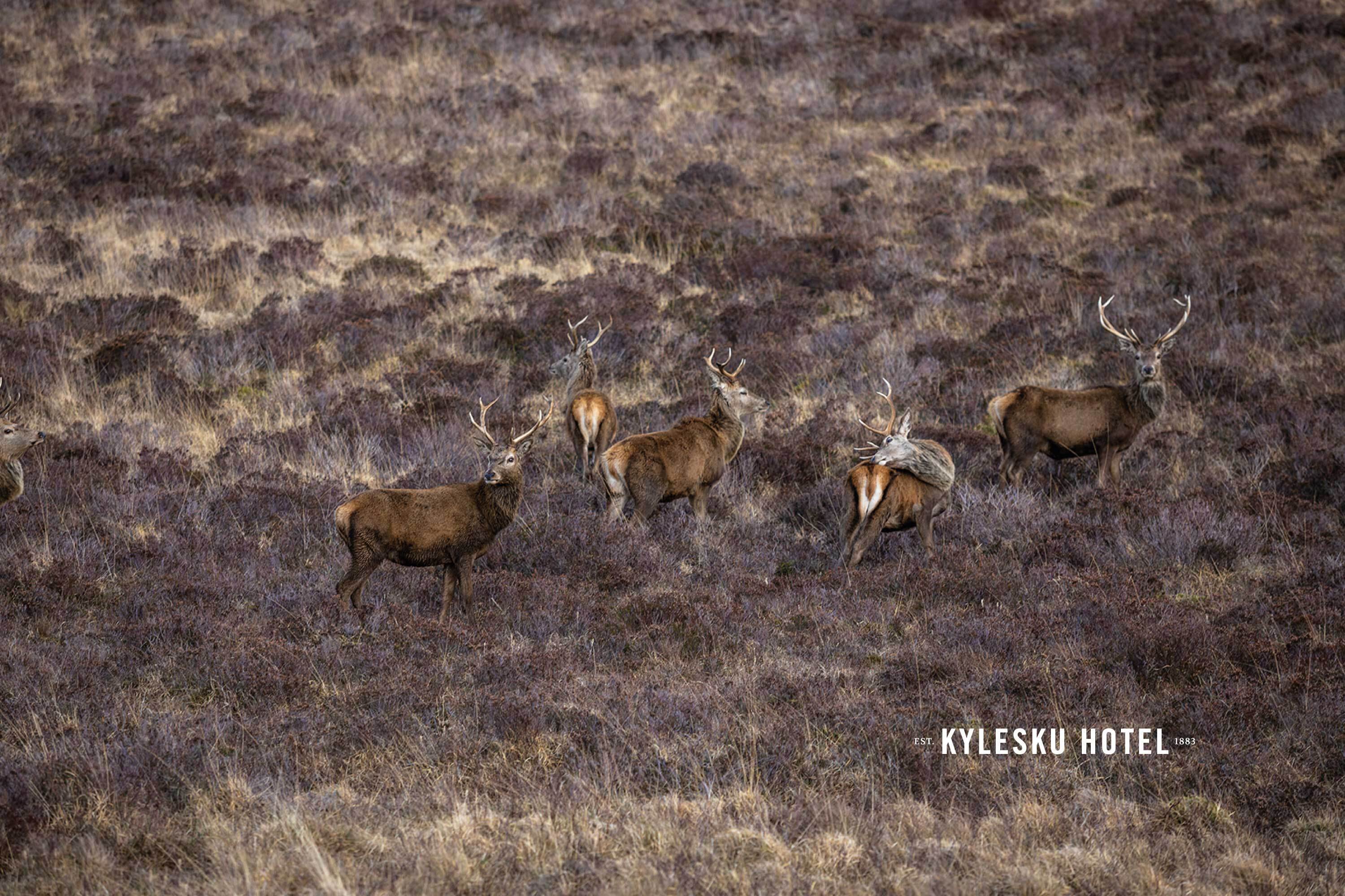 Photo of 5 stags in purple, brown and grey Sutherland landscape. White Kylesku logo in bottom right corner.